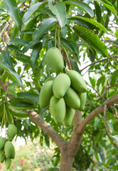Green mangos on the tree