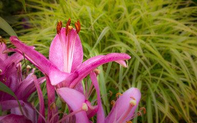 Lily flower closeup