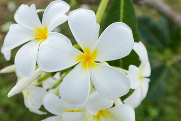 Naklejka na ściany i meble white lelawadee flower