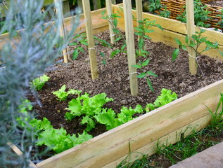 plantations,tomate et salade dans carré potager