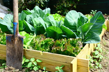 légumes dans carré potager et outils de jardinage © Patryssia