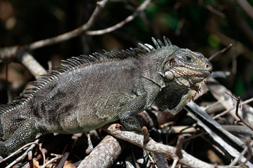 Guadeloupe - Iguane Antillais