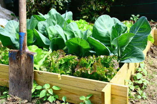 l&eacute;gumes dans carr&eacute; potager et outils de jardinage