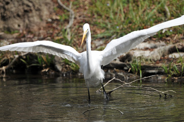水辺のチュウサギ