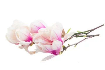 Acrylglas Duschewand mit Foto Magnolie Blühender rosa Magnolienbaum Blumen