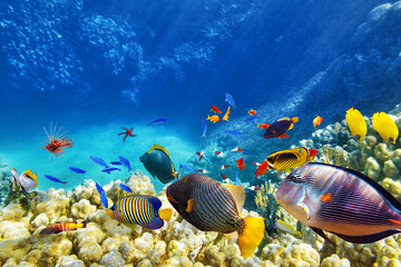 Fototapeta premium Podwodny świat z koralowcami i tropikalnymi rybami.