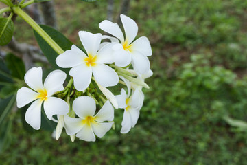 Fototapeta na wymiar white lelawadee flower