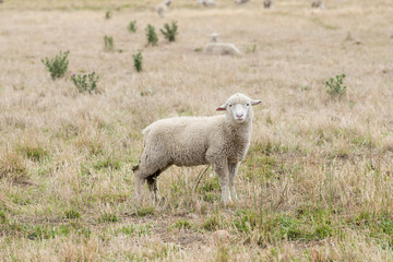 Sheep in a field