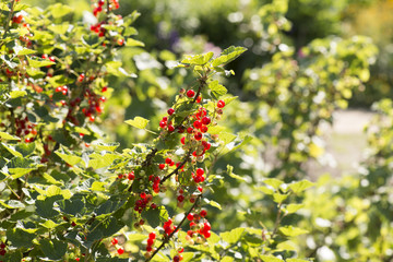 Johannisbeeren Strauch