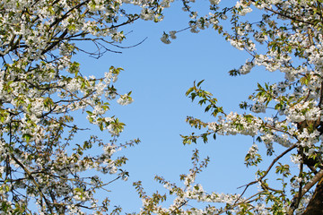 Kirschblüten im Frühling