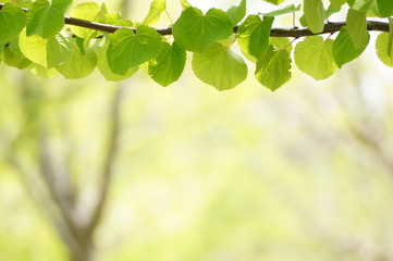 Fototapeta na wymiar 新緑の桂の葉