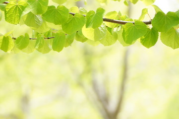 Fototapeta na wymiar 新緑の桂の葉
