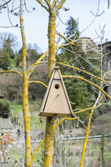 birds nest