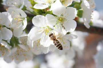 Der Frühling ist da