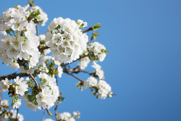 Der Frühling ist da