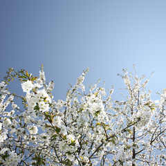 Der Frühling ist da