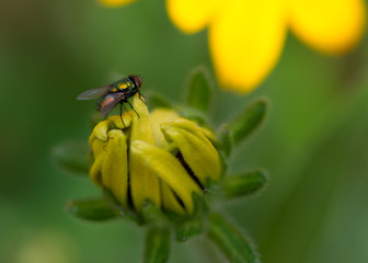 House Fly on Closed Yellow Flower Macro