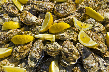 Raw oysters decorated with pieces of lemon