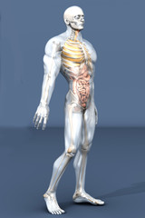 Menschliche Anatomie - Verdauungstrakt