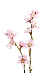 Abwaschbare Fototapete Kirschblüte Kirschblüte, Sakura-Blumen isoliert