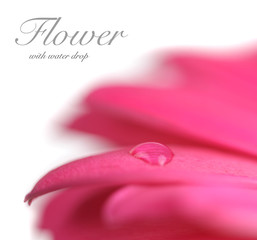 Flower with water drop. Soft focus. Made with lens-baby and macr