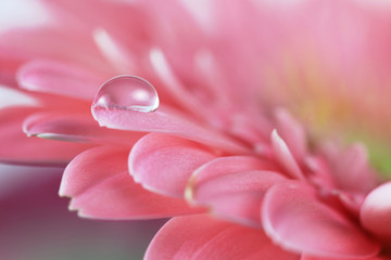 Flower with water drop. Soft focus. Made with macro-lens.