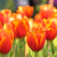 Close up orange  tulips flower