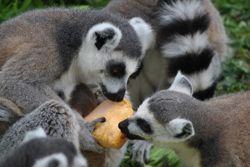 eating lemur