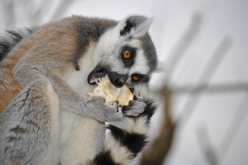 eating lemur © lulu2626
