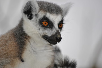 lemur