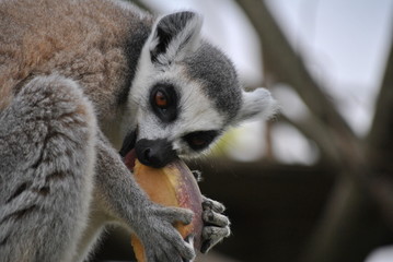 eating lemur