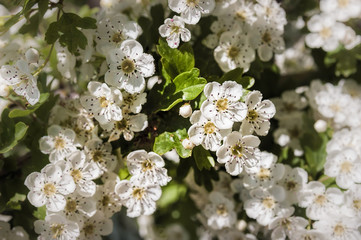 A branch of white Crataegus Monogyna flowers, also known as common hawthorn or single-seeded hawthorn under the warm italian sun