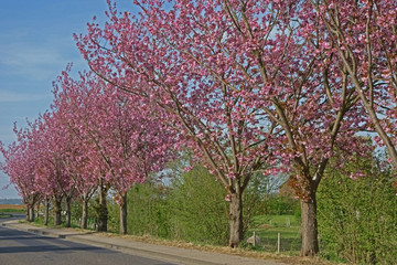 Kirschblüte in Vettelhoven