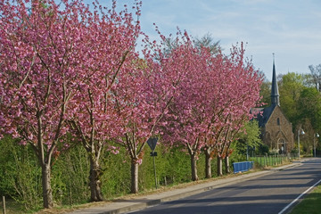 Naklejka premium Kirschblüte in Vettelhoven