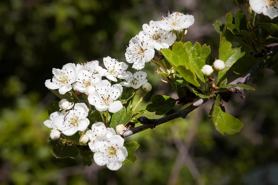 A branch of white Crataegus Monogyna flowers, also known as common hawthorn or single-seeded hawthorn under the warm italian sun