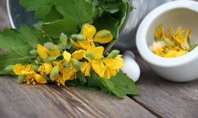 homöopathie mit schöllkraut