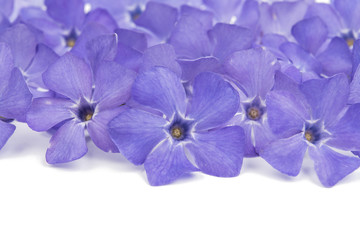 Obraz premium periwinkle flower