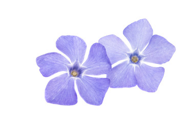 Obraz premium periwinkle flower