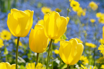 yellow Tulips, Tulip