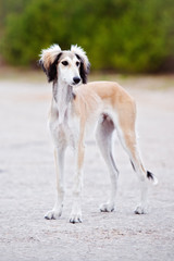 5 months old saluki puppy standing outdoors