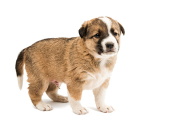 Obraz premium puppy isolated
