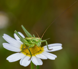 Grasshopper on daisy