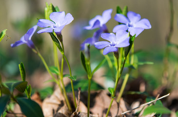 periwinkle flowers