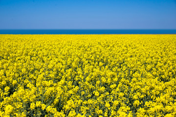 Obraz premium Field of colza rapeseed flowers, sea and blue sky