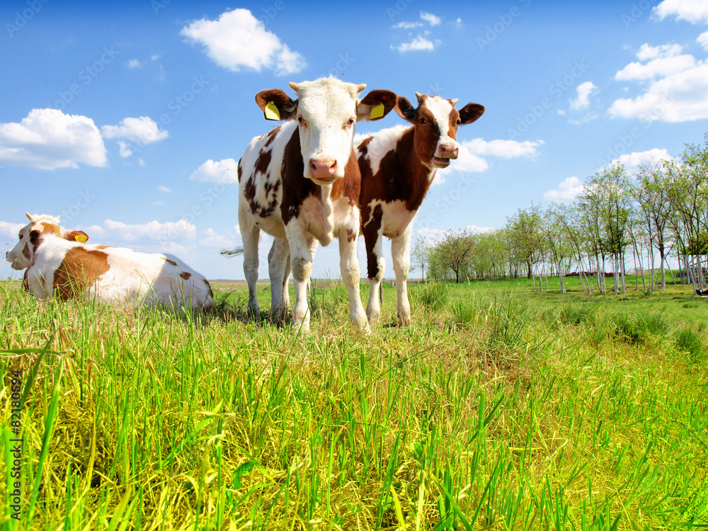 Wall mural calves on the field