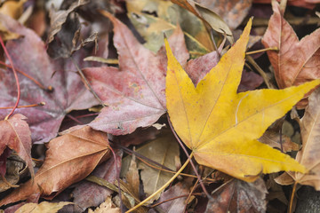 Yellow maple leaf