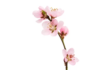 Foto op Plexiglas Kersenbloesem Kersenbloesem, sakura bloemen