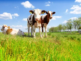 Foto auf Acrylglas Kuh Kälber auf dem Feld