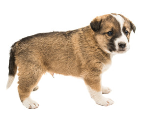 puppy isolated