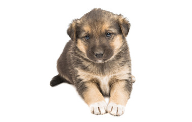 puppy isolated
